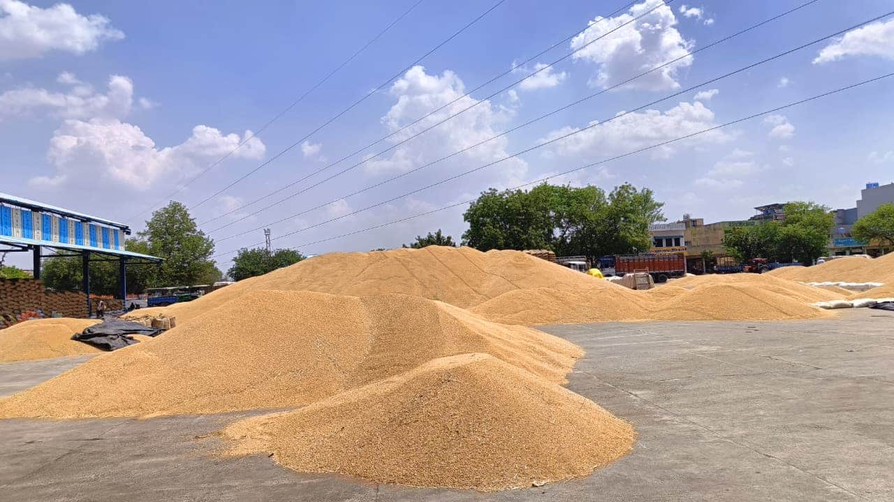 दादरी की नई अनाज मंडी में लगीं गेहूं की ढेरियां। 