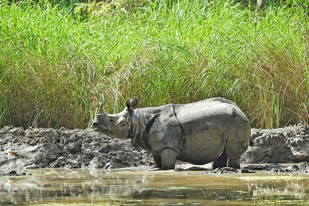 Rhinos enjoy water sports in Dudhwa