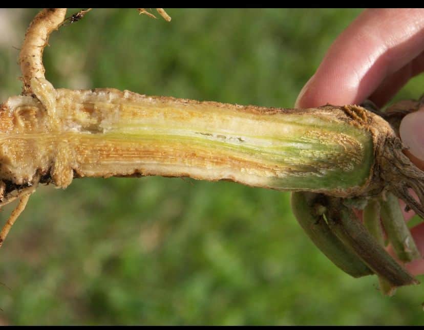 12जेएनडी05,06: खरबूजे की फसल में आने वाली बीमारियों के बाद पत्ते व तने पर बने निशान। स्रोत : कि