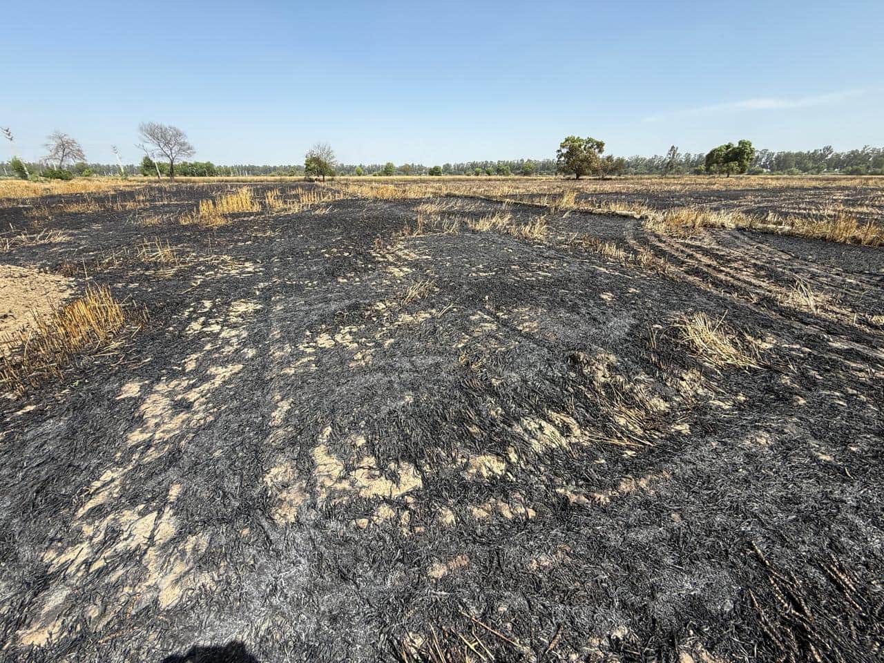 21-रोहतक के भैया पुरा व लाढ़ौत के खेतों में लगी आग के बाद गेहूं फसल हुई राख। स्रोत : ग्रामीण