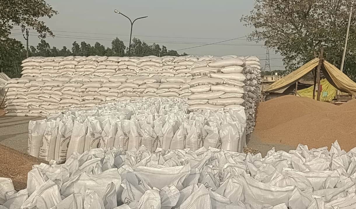 अनाज मंडी में गेहूं उठान न होने से मंडी में पड़े गेहूं के कट्टे