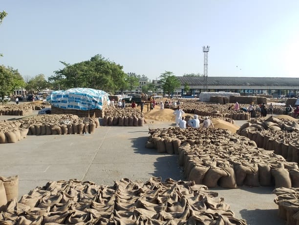 Panipat News: गेहूं की आवक हुई तेज, उठान न होने से कम पड़ने लगे इंतजाम