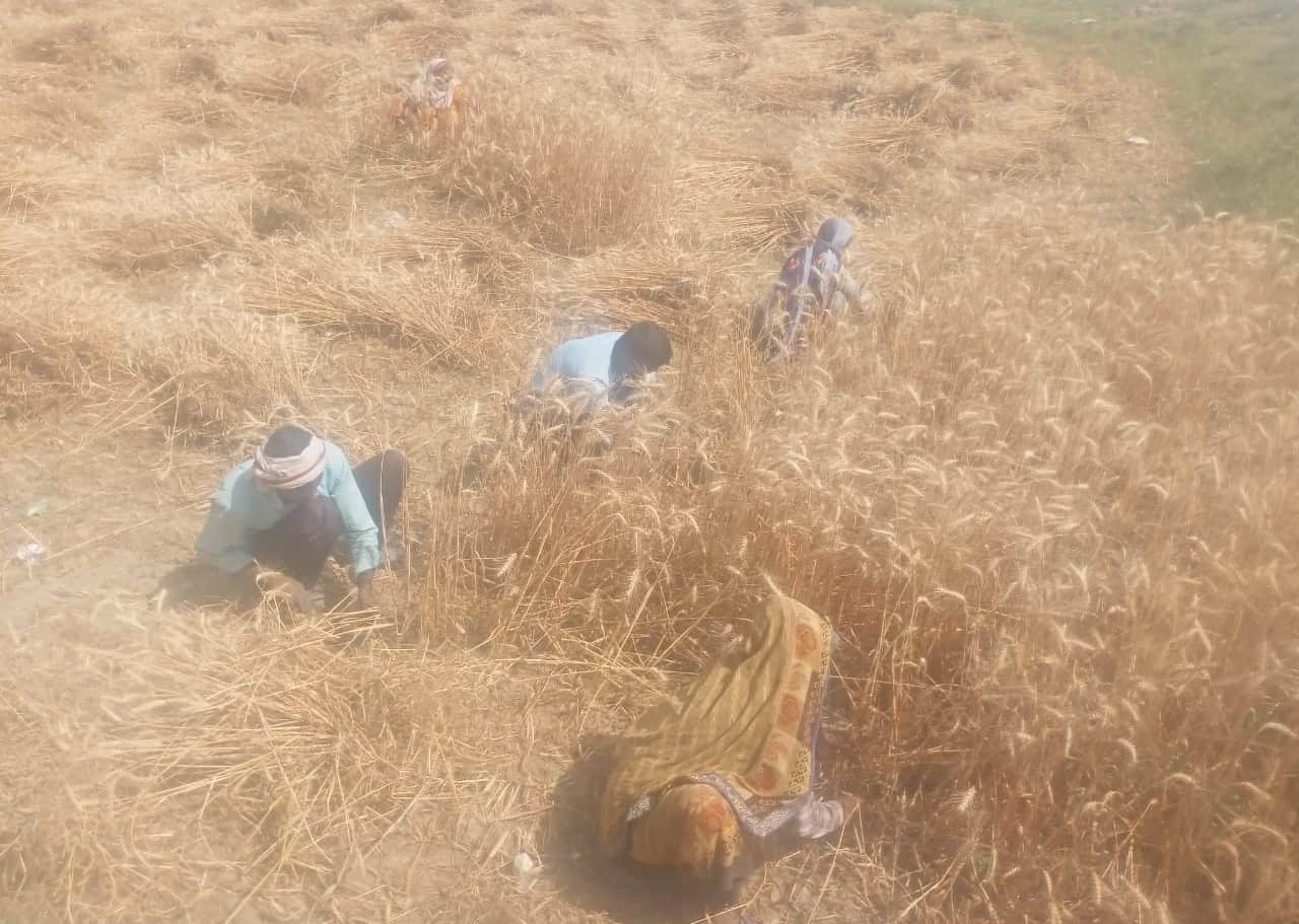 भिदिउरा गांव में गेहूं की कटाई करते किसान। संवाद