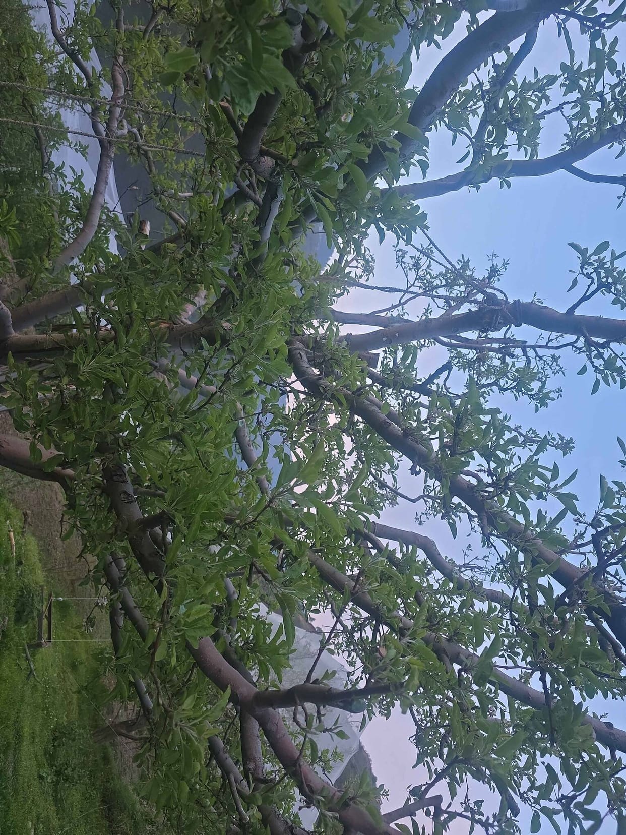 Last week's rain prevented apple blossoms from forming grains