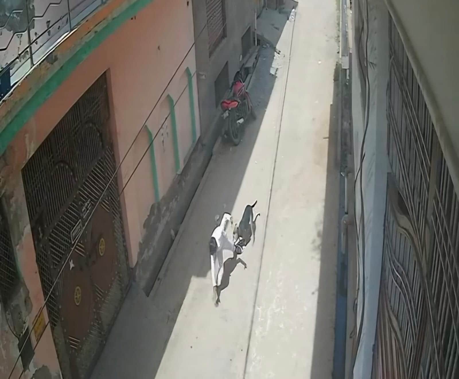 छात्र पर हमला करता पालतू कुत्ता। स्रोत सीसीटीवी