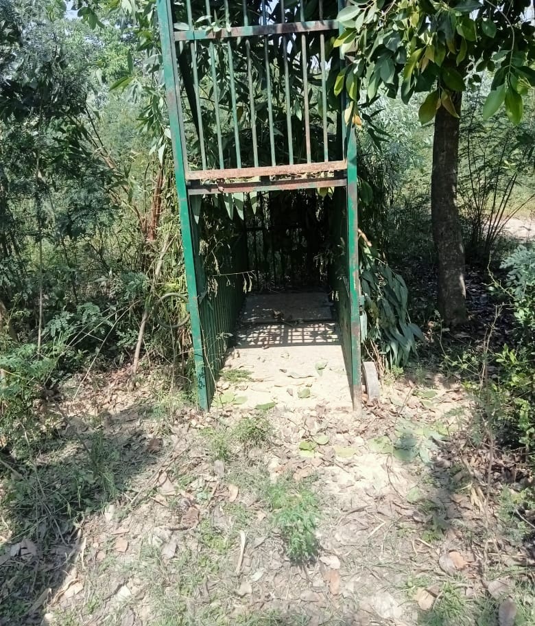 Leopard scare in Bankatwa, questions raised over empty cage
