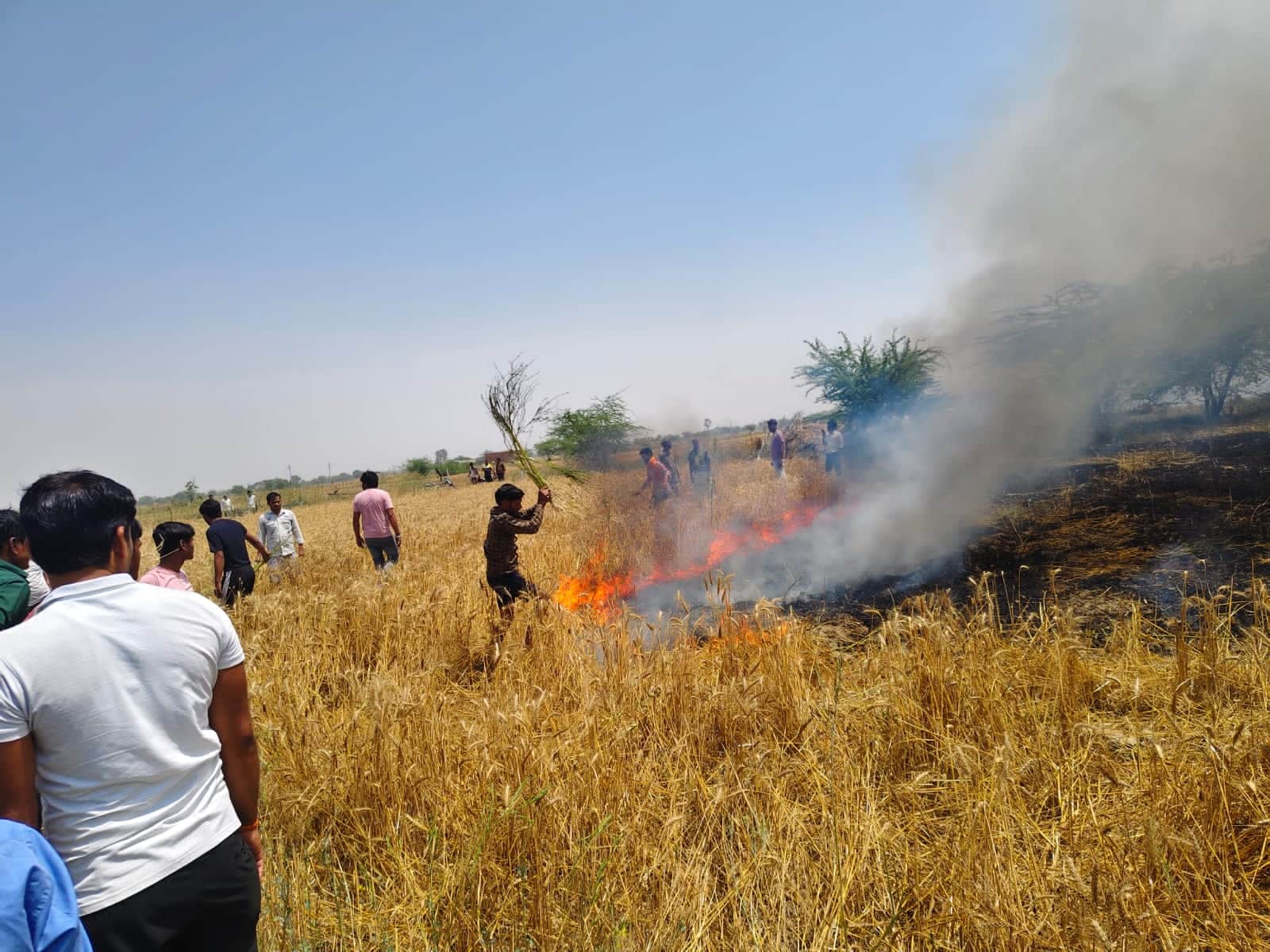 फोटो 18 चिंगारी से जली गेहूं की फसल को बुझाता युवक। संवाद