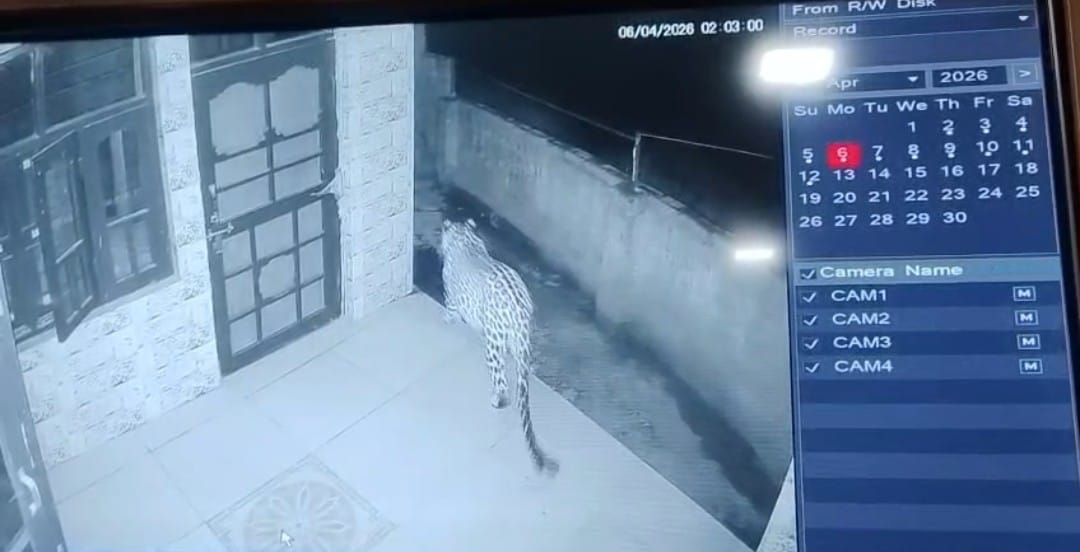 Leopard attacks Uhal, causing panic