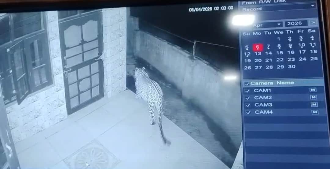 गांव ऊहल के एक घर के परिसर में तेंदुआ। स्रोत : वीडियो ग्रेव