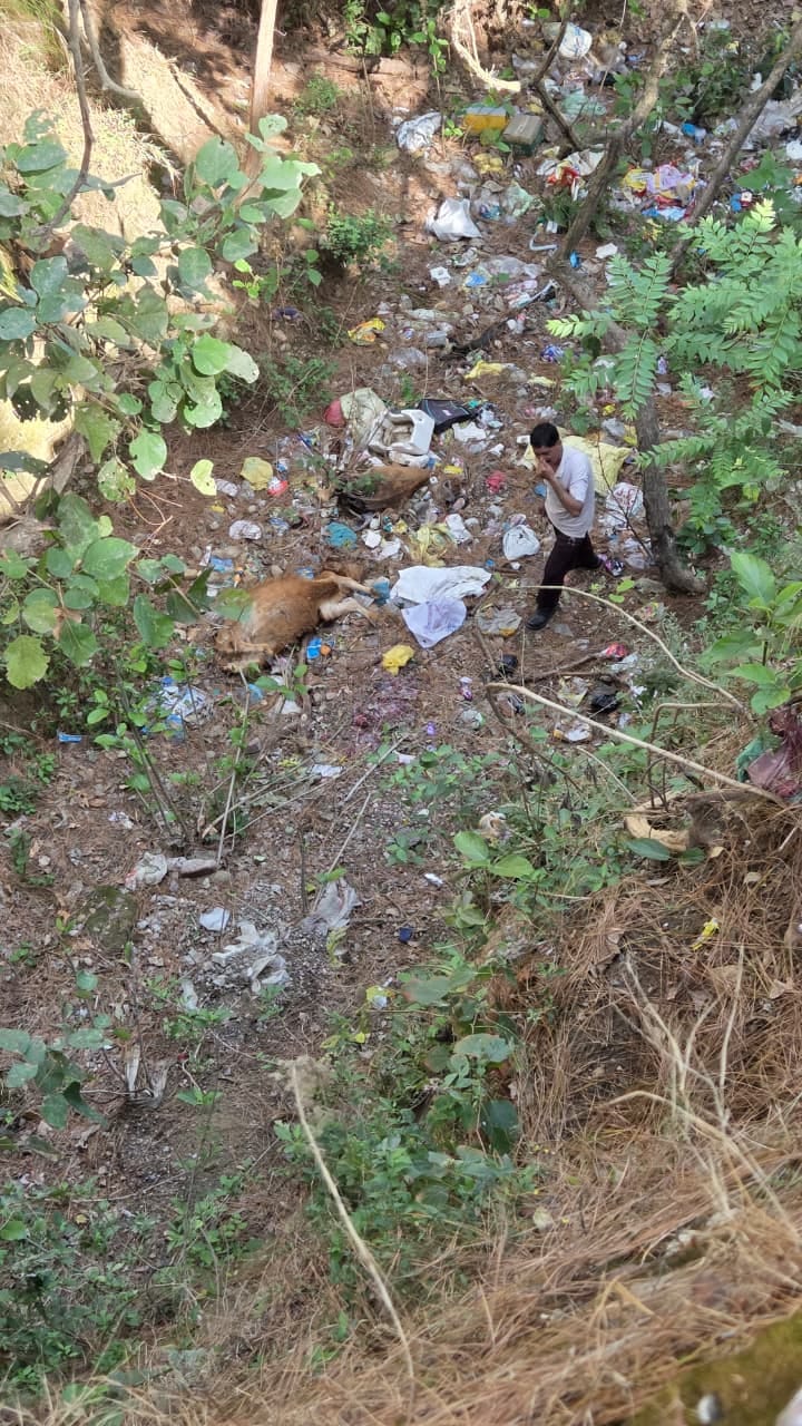 Hamirpur (Himachal) News: हड़ेटा नवजीवन पार्क के पास नाले में मृत मिले दो बछड़े