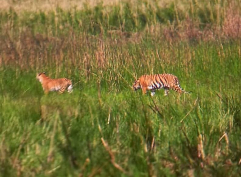 Tourists flocked on holiday, thrilled to see tigers and bears