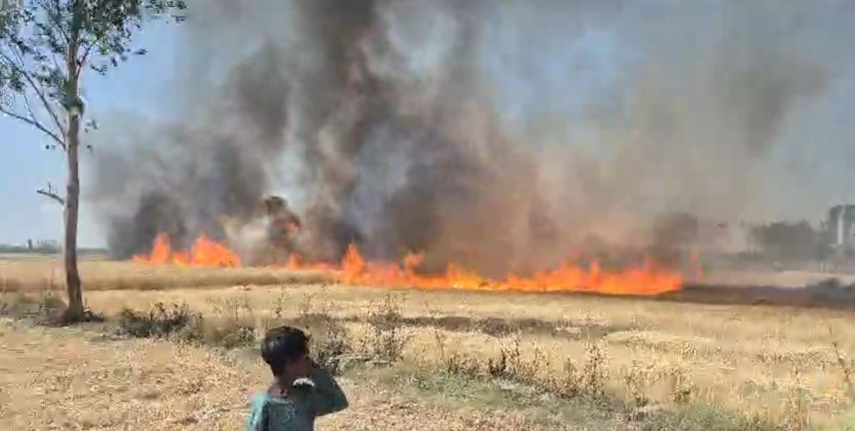 Fire sparked by strong wind, more than 12 bighas of wheat crop reduced to ashes