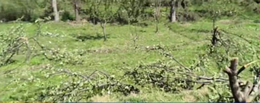 कुलगाम में काटे पेड़। वीडियो ग्रैब