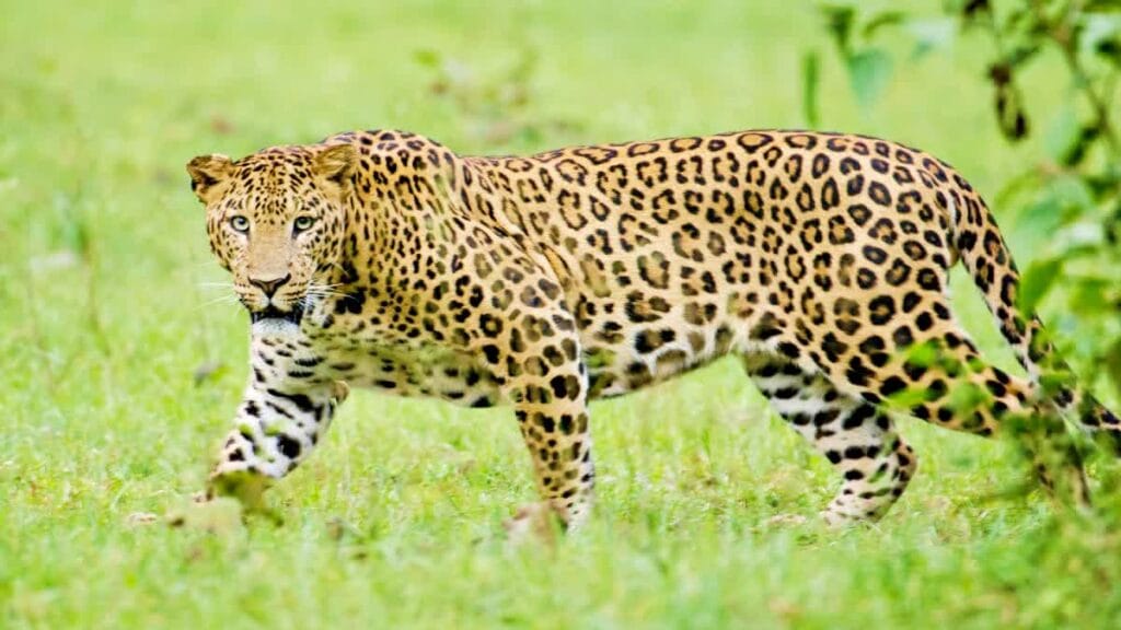 Four attacks in two days, Kakraha-Sujauli area becomes leopard terror zone