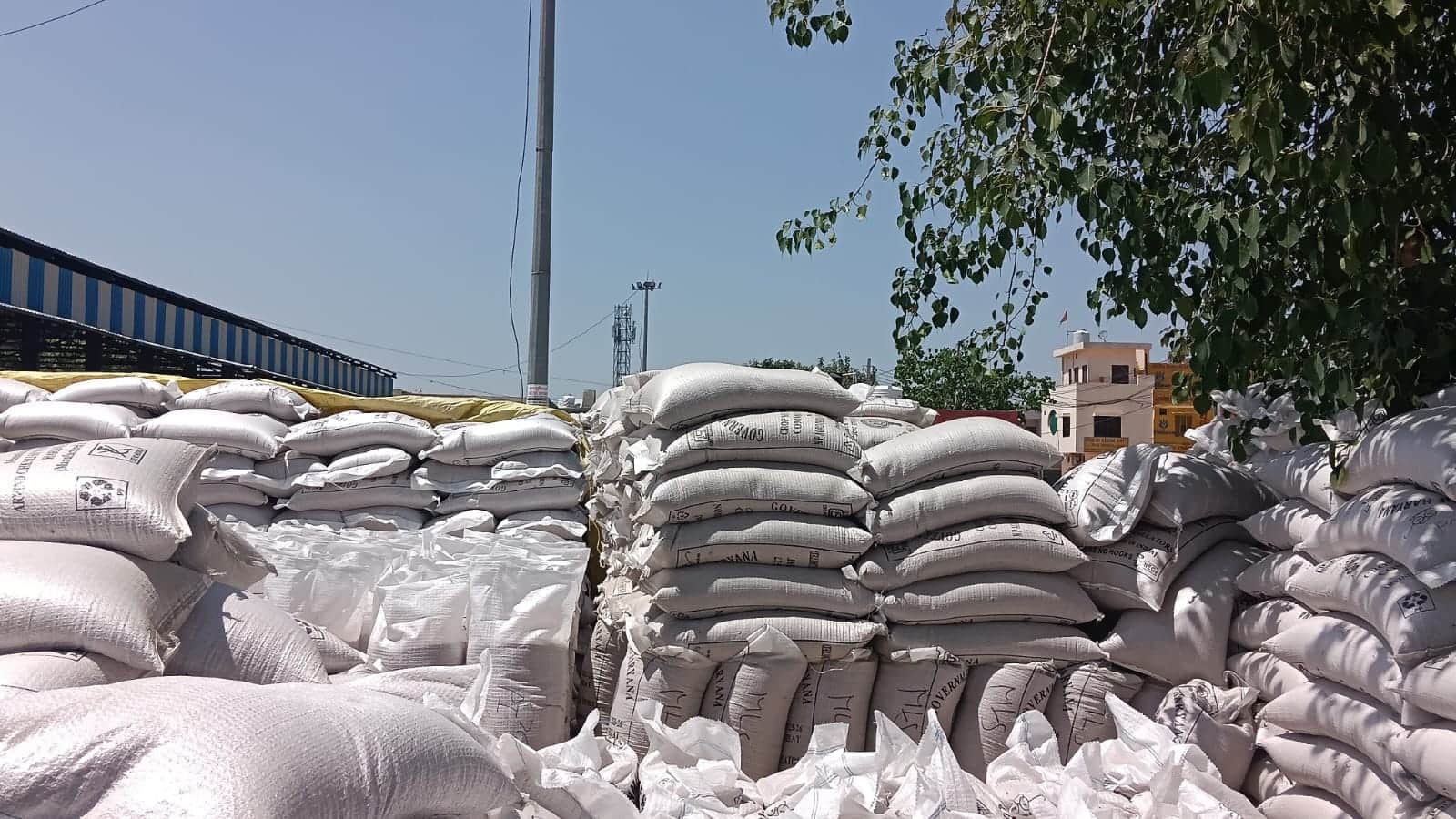 कैथल की अनाज मंडी में लगी गेहूं की ढेरी।