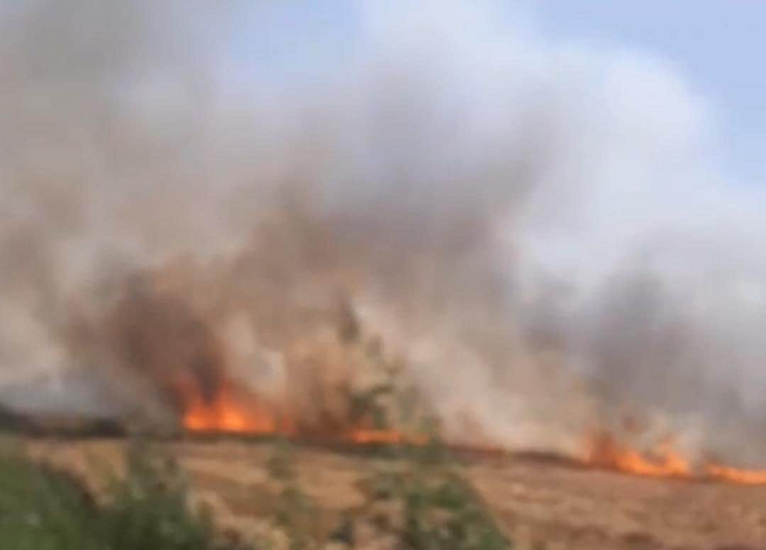 नारनौंद क्षेत्र के गांव मसूदपुर के खेतों में लगी आग।