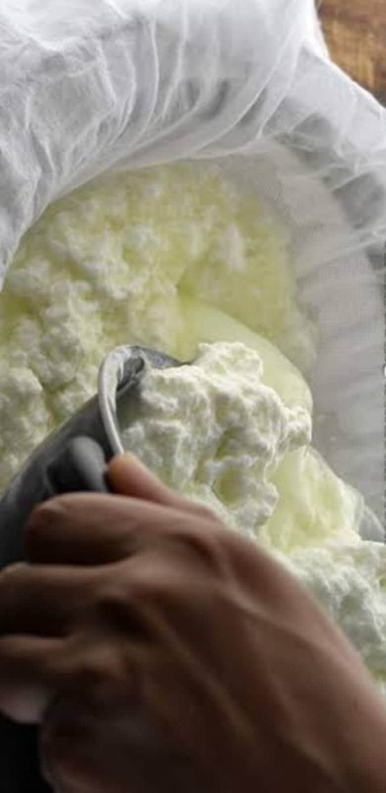 पनीर के लिए तैयार दूध।  संवाद