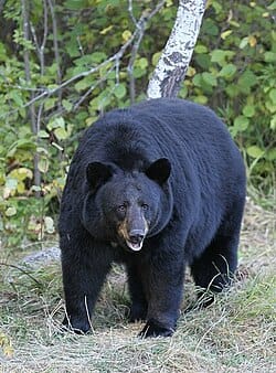 Villager dies after being attacked by a bear in forest