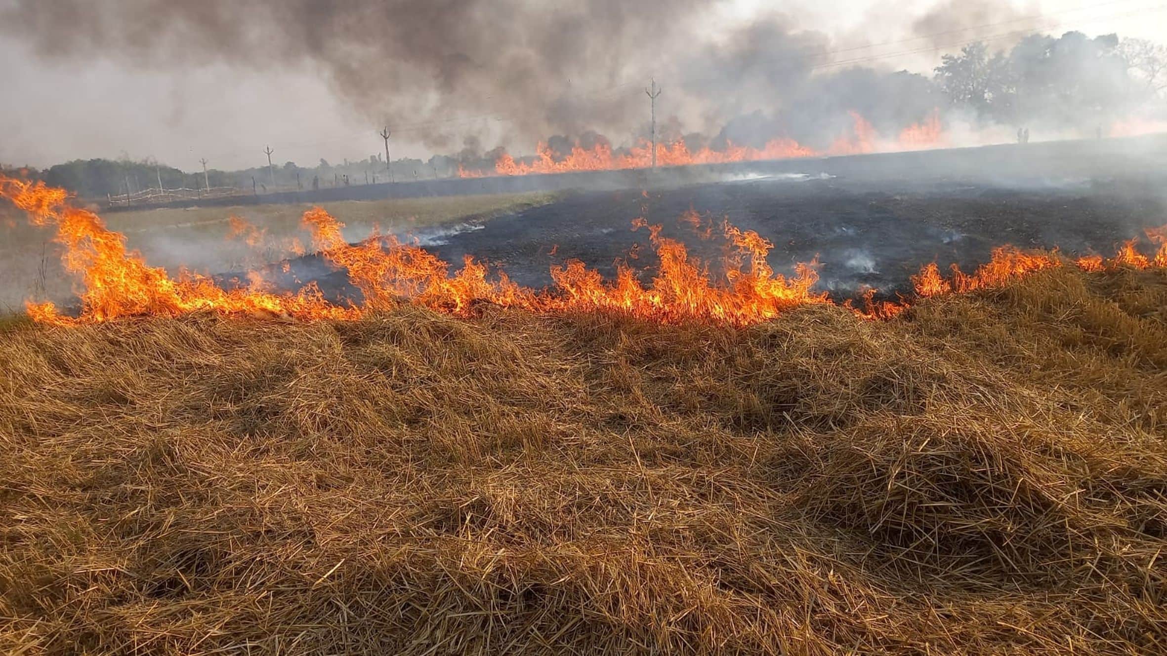 सरेनी थाना क्षेत्र के मदैईखेड़ा गांव में आग लगने से जलती गेहूं की फसल।
