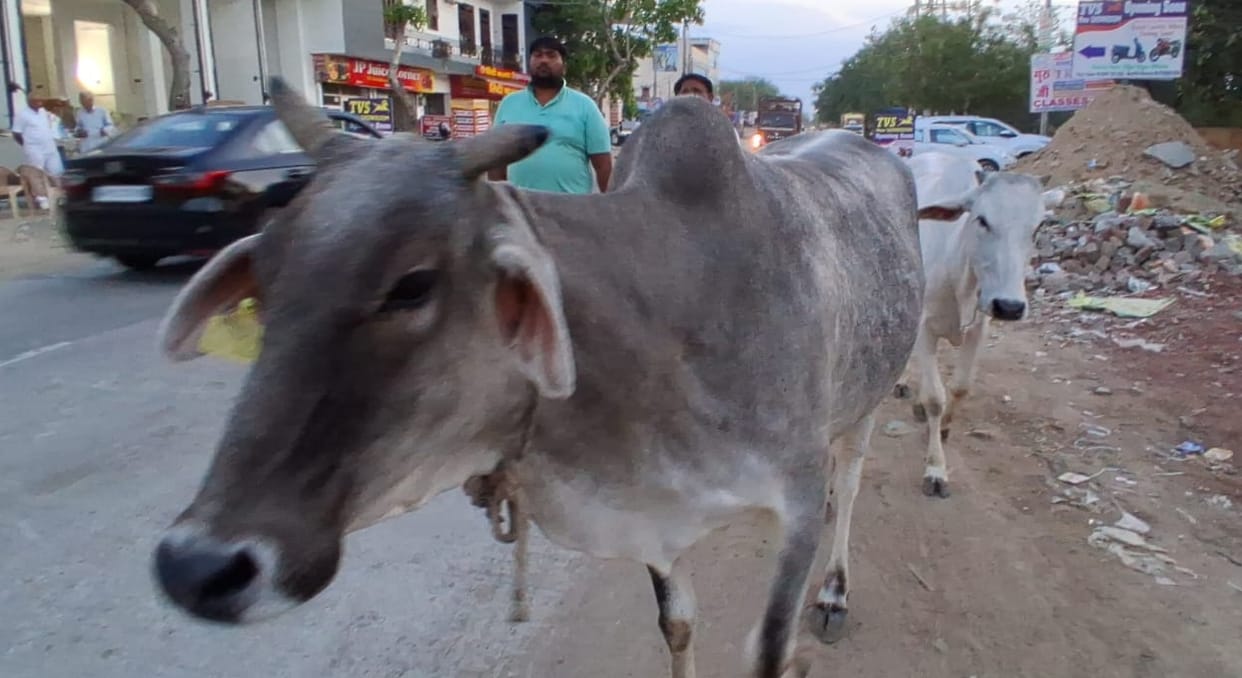 670 milch cows were seized in a month, cattle owners were fined Rs 5100 per cow.