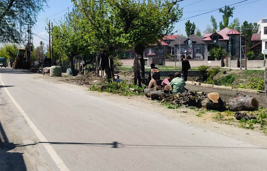 श्रीनगर के रावलपोरा में काटे पेड़। संवाद