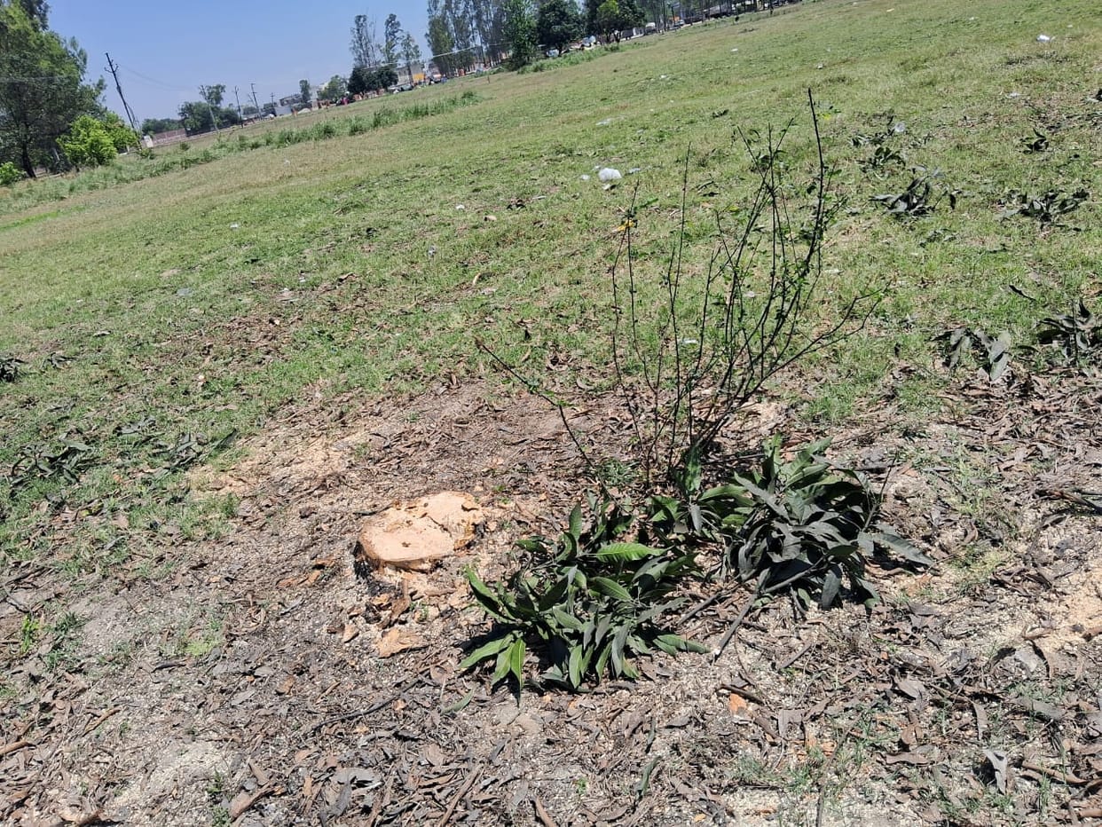 50 mango trees were cut down