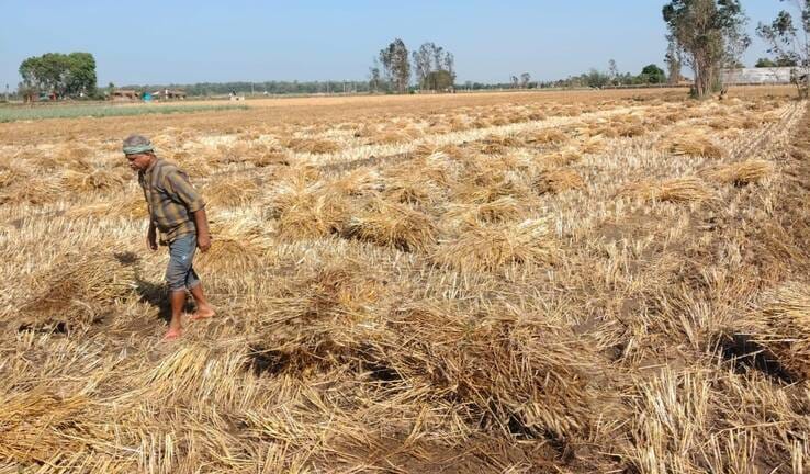 Rain becomes a disaster, wheat rots in the fields