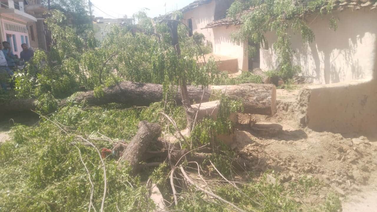 फोटो 14 एचएएमपी- 13सुमेरपुर में काटा गया नीम का पेड़ एवं टूटा विद्युत पोल। संवाद