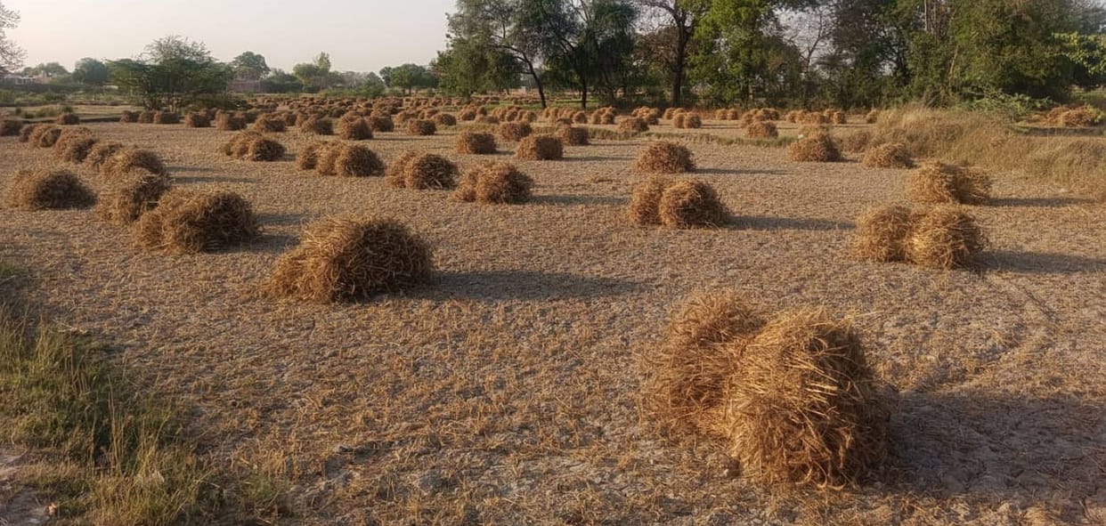 Unseasonal rains have crippled farmers, leaving wheat grains black.