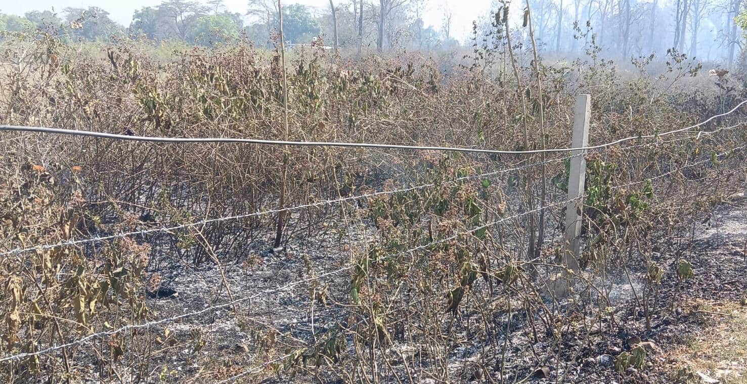 फोटो-16-बलरामपुर के बालापुर बाजार के पास जंगल में लगी आग।-संवाद