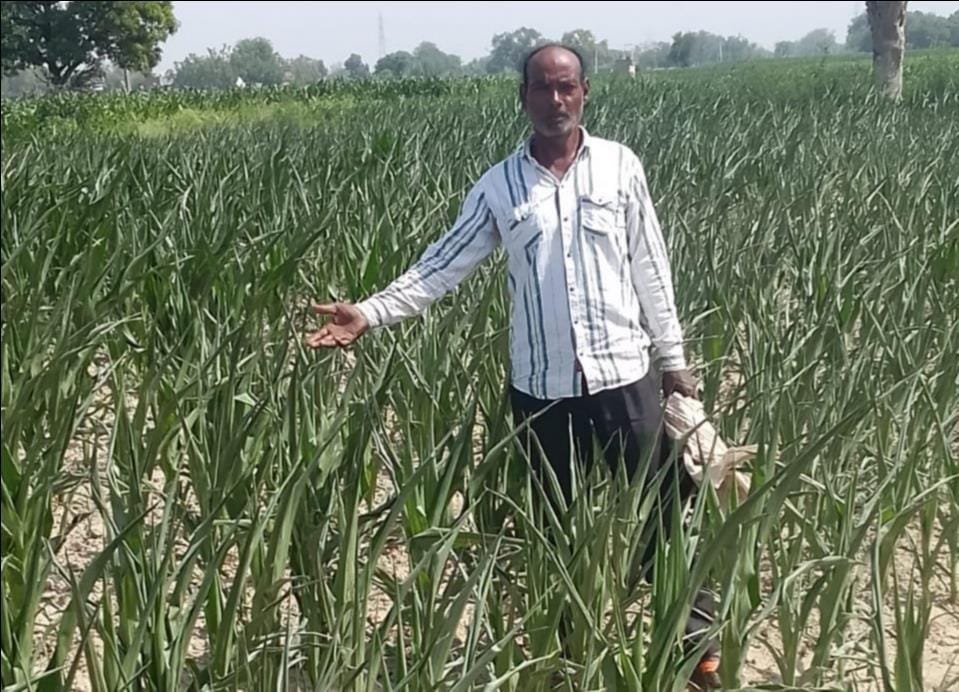 Power cuts are drying up crops, angering farmers