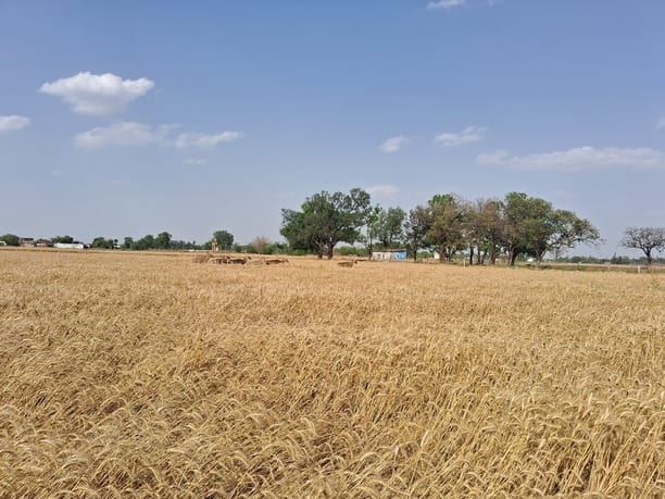 Nilgai is destroying the ready wheat crops