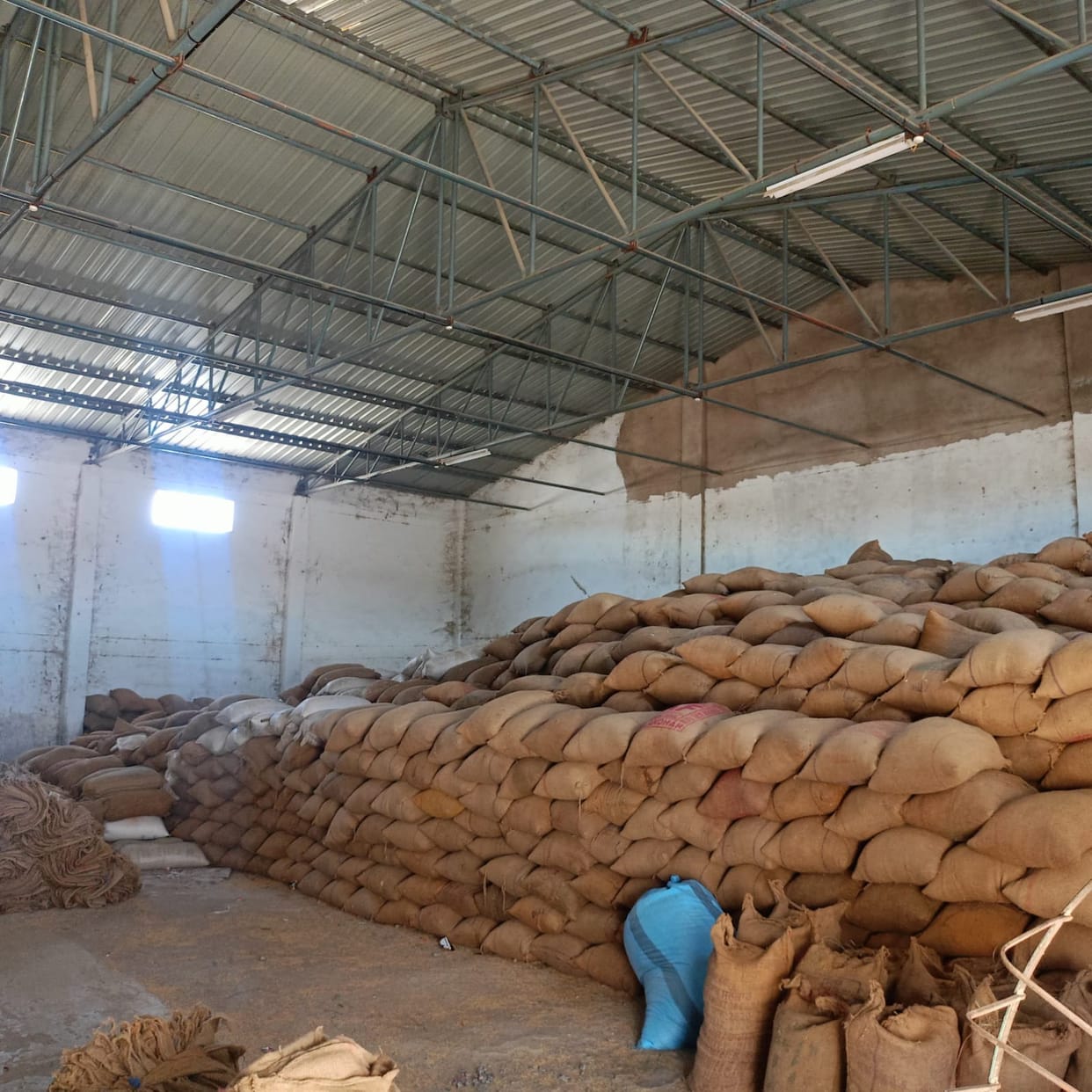 Wheat procurement begins; rain impacts quality; 1,200 metric tons procured