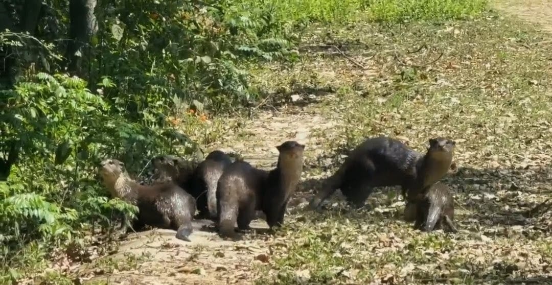 A herd of otters was seen in Katarniaghat.