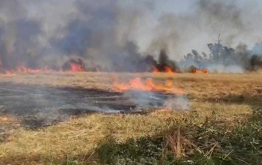 Several bighas of wheat crop burned, loss of lakhs