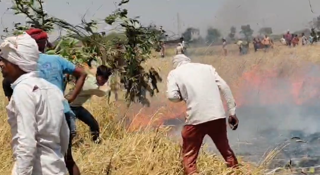 A short circuit sparked a fire that burned 25 bighas of wheat crop and scorched two cattle
