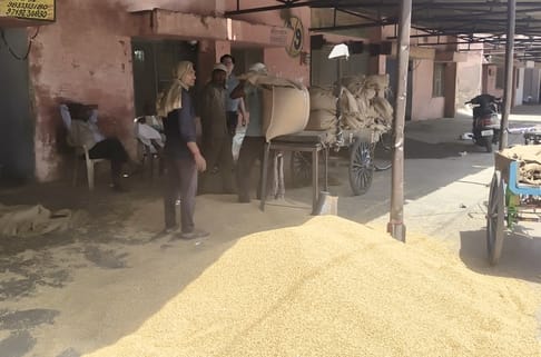 After the Moisture Hurdle, Now the Snag of Farmer Registration: 50,000 Farmers Unable to Sell Wheat at MSP