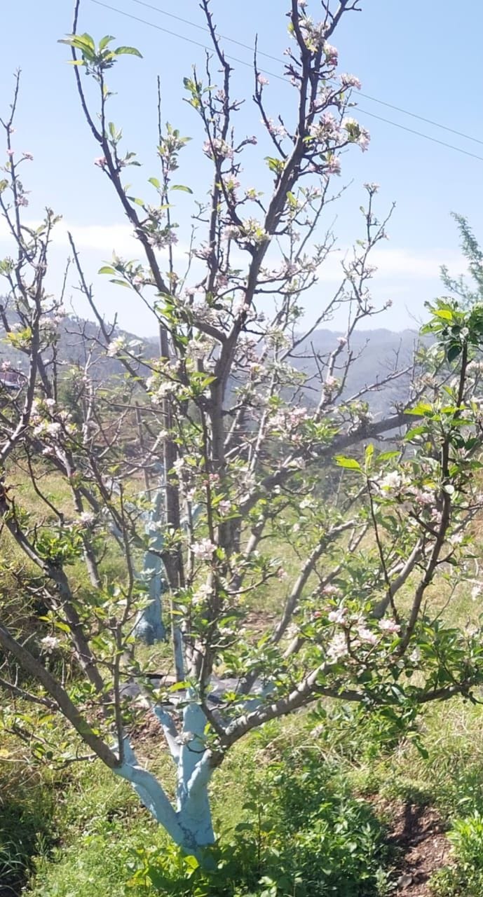 Apple orchards filled with the fragrance of flowers, the faces of the gardeners blossomed.