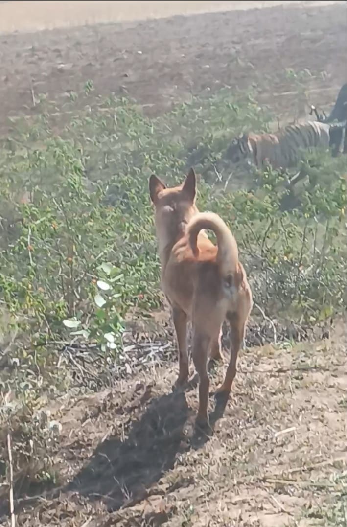 Tiger movement reported in Panna; two cattle killed, panic among villagers. The Panna Tiger Reserve
