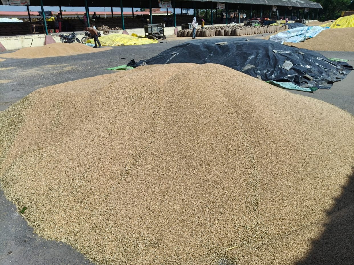 Rains have dulled the shine of wheat, procurement centers have withdrawn their hands.