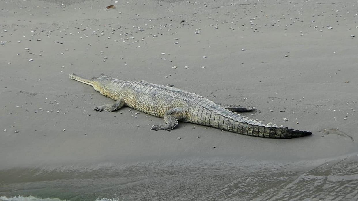 The banks of the Ramganga River are buzzing with crocodiles