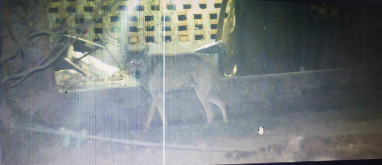 The picture of the jackal was captured in the camera installed in Sanota.