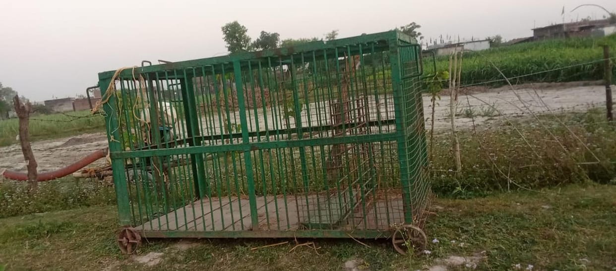 A cage was set up in Ayodhyapurva to catch the leopard.