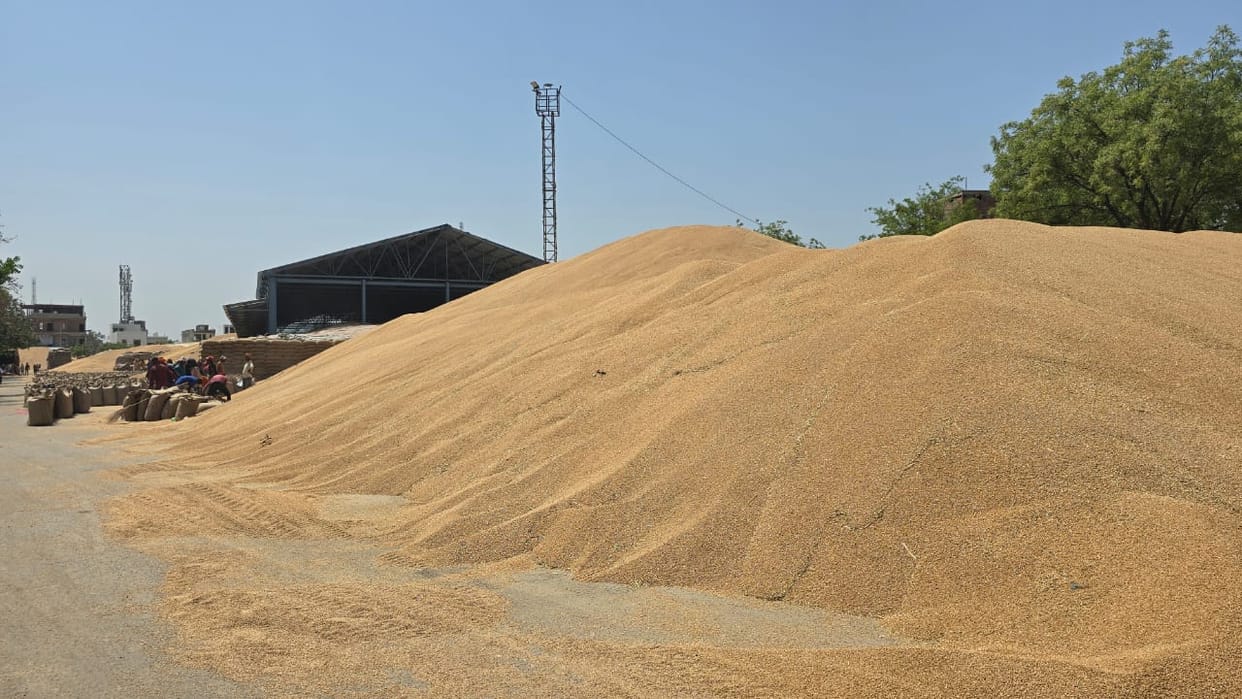 Kanpur Farmers in 38 Villages Stuck in Land Consolidation Process Unable to Sell Wheat at MSP