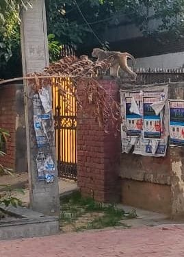 Sorry...protect yourself from dogs and monkeys, responsible officials are playing with files.