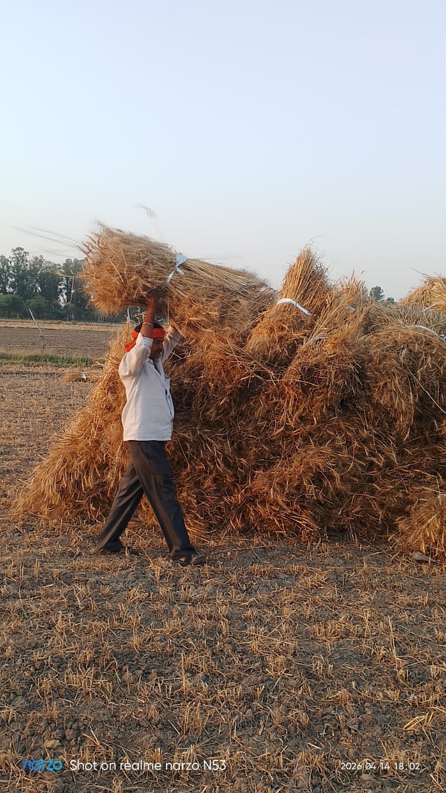 Temperatures rise to 39 degrees Celsius, with farmers gathering to gather their crops.