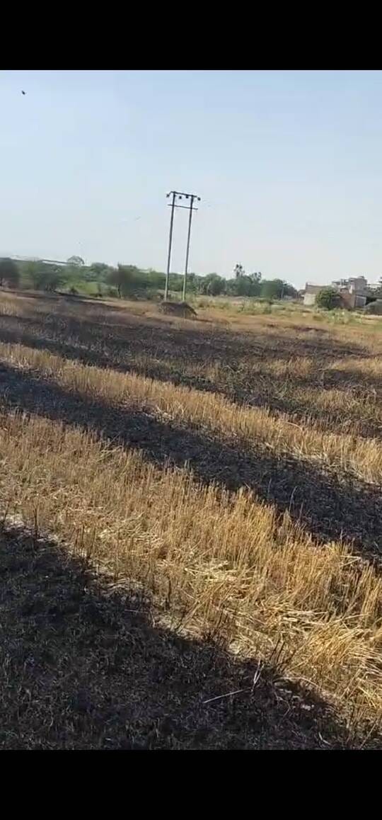 40 Bighas of Wheat Crop Burnt in Fire in Pahsor Village