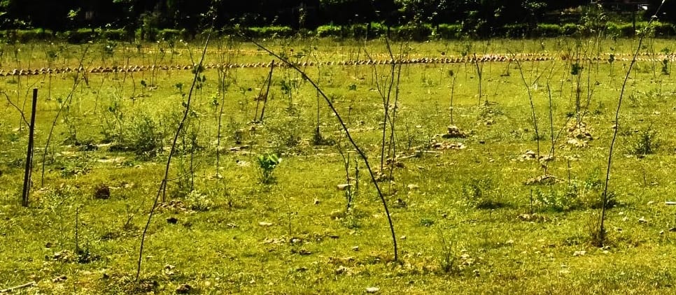 Claims of greenery started fading