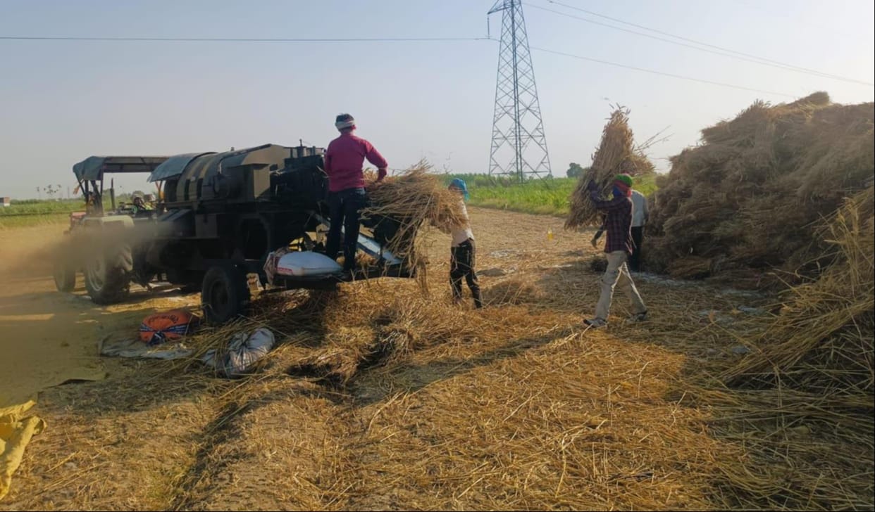 Sunlight raises temperatures, speeds up wheat harvesting and threshing