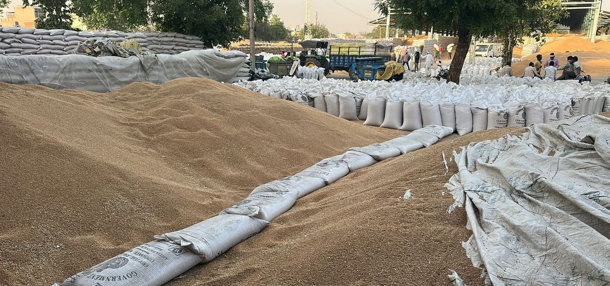 50.33 lakh quintals of wheat arrived in the mandis, lifting was only 4.75% of the purchase of 18.97 lakh quintals.